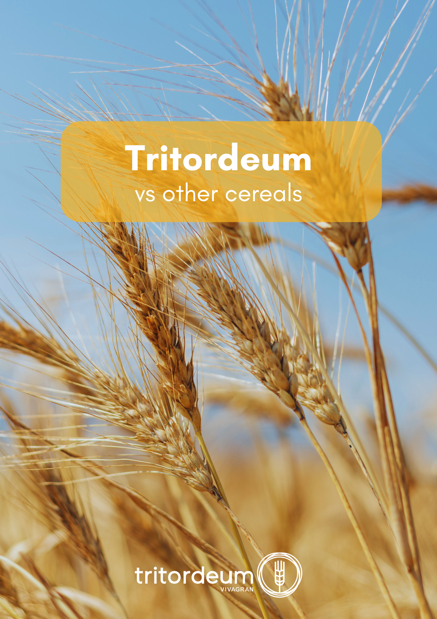 Dossier Tritordeum vs other cereals