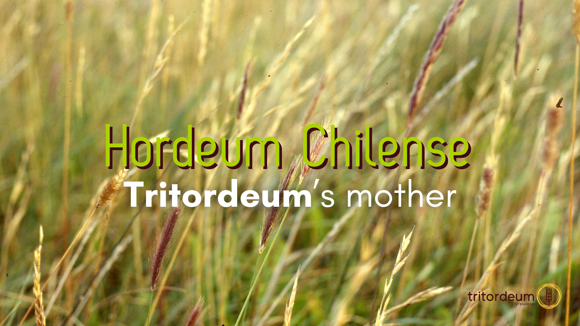 Hordeum chilense