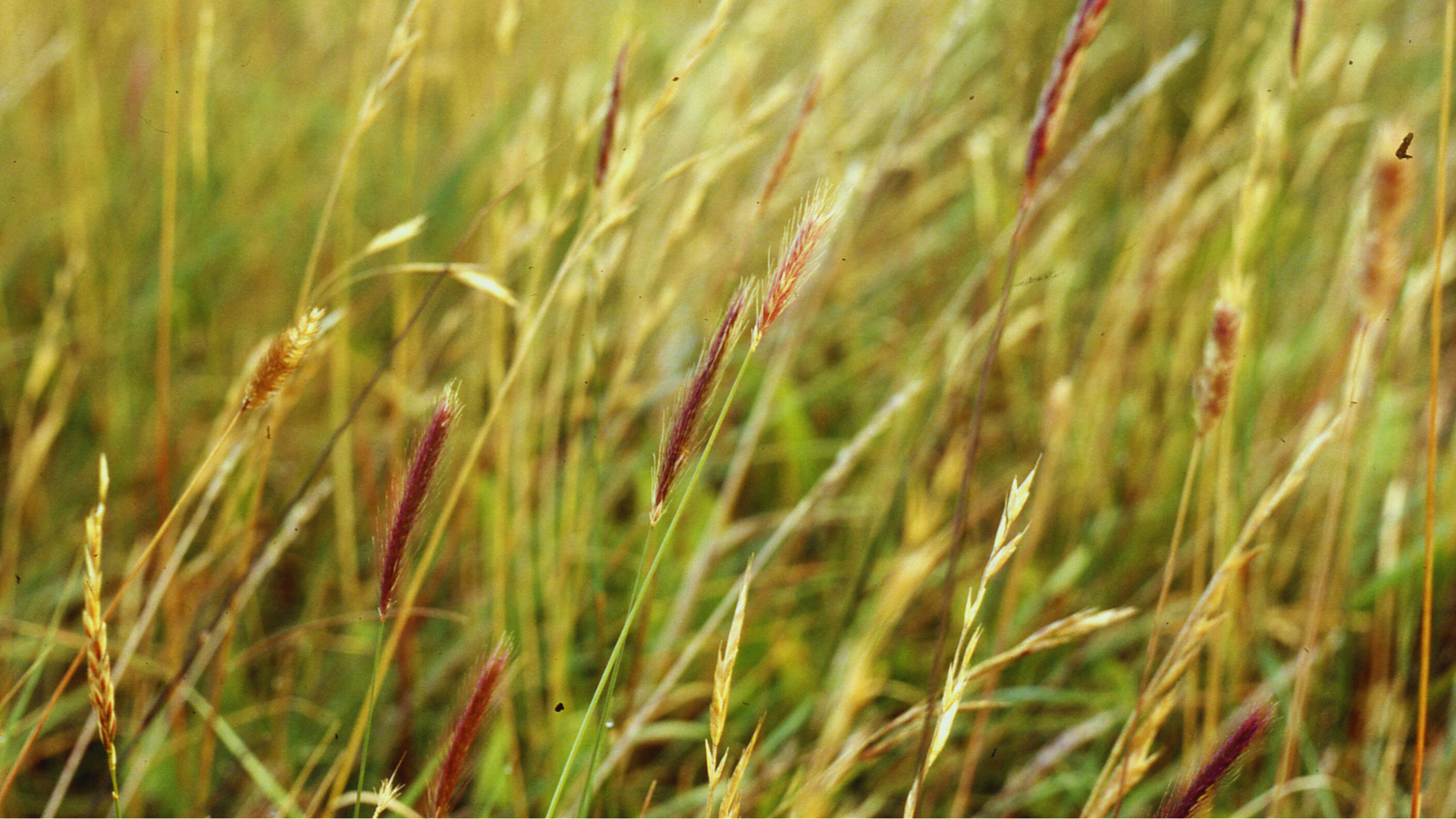 Hordeum chilense