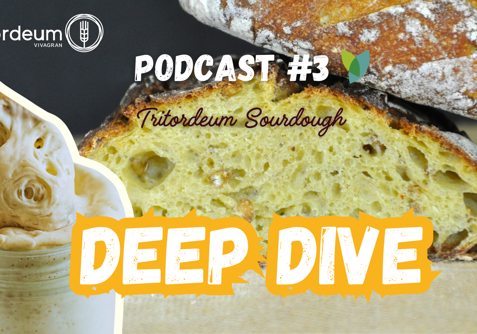 DEEP DIVE - Podcast #3 - Tritordeum sourdough