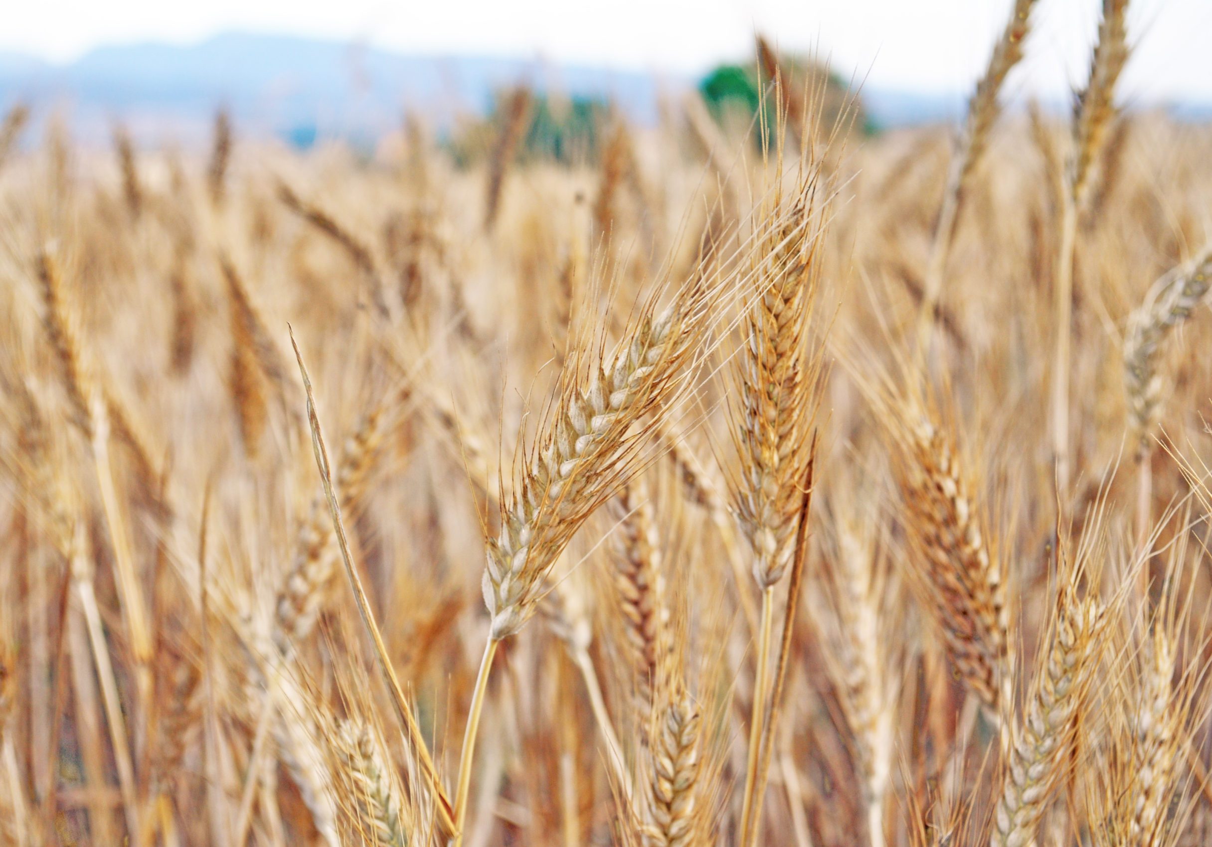 Tritordeum_2016_Manlleu